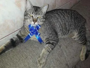Gato raça Não sei  idade 7 a 11 meses nome Espanado