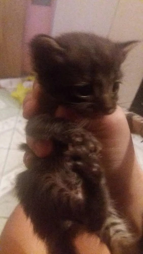 Gato ra a  idade Abaixo de 2 meses nome Não criamos um nome 