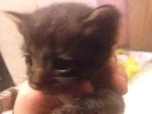 Gato raça  idade Abaixo de 2 meses nome Não criamos um nome 