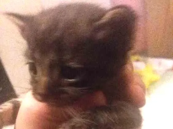 Gato ra a  idade Abaixo de 2 meses nome Não criamos um nome 