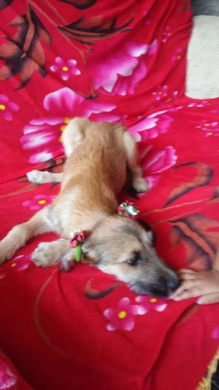 Cachorro ra a comum idade 2 a 6 meses nome Florzinha