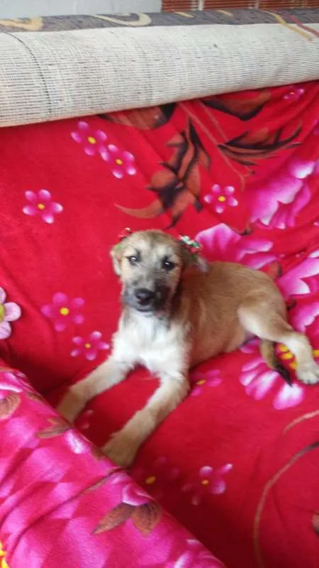 Cachorro ra a comum idade 2 a 6 meses nome Florzinha
