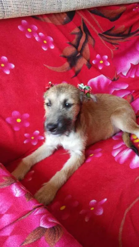 Cachorro ra a comum idade 2 a 6 meses nome Florzinha