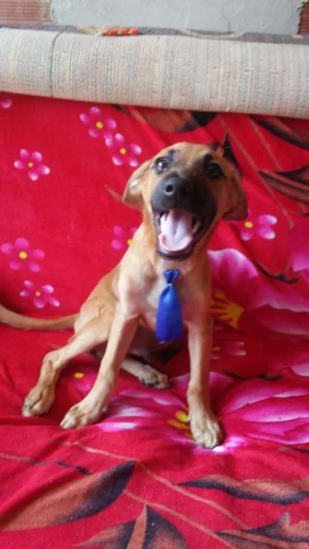 Cachorro ra a comum idade 2 a 6 meses nome Mayk