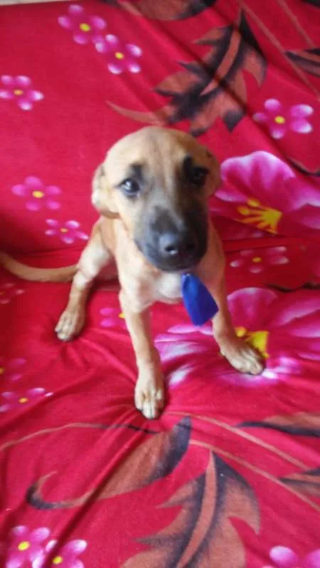 Cachorro ra a comum idade 2 a 6 meses nome Mayk