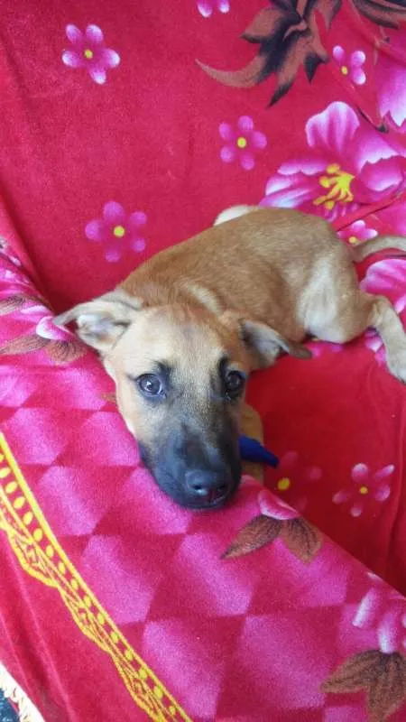 Cachorro ra a comum idade 2 a 6 meses nome Mayk