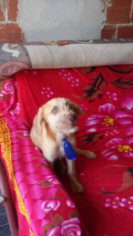 Cachorro ra a comum idade 2 a 6 meses nome Atanzinho