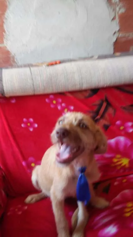 Cachorro ra a comum idade 2 a 6 meses nome Atanzinho