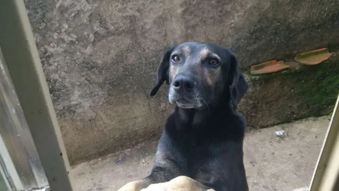 Cachorro raça Vira lata idade 6 ou mais anos nome Baby