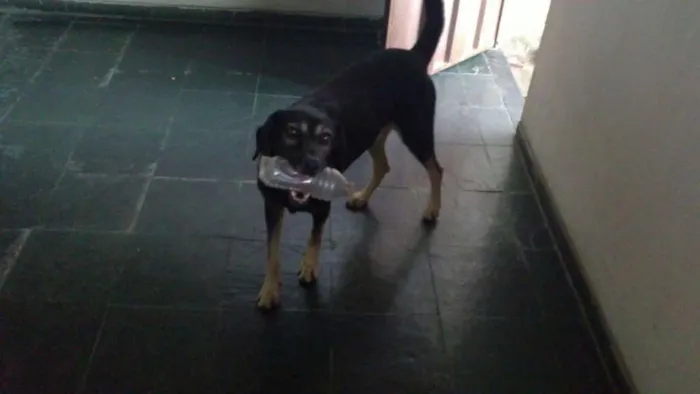 Cachorro raça Vira lata idade 6 ou mais anos nome Baby