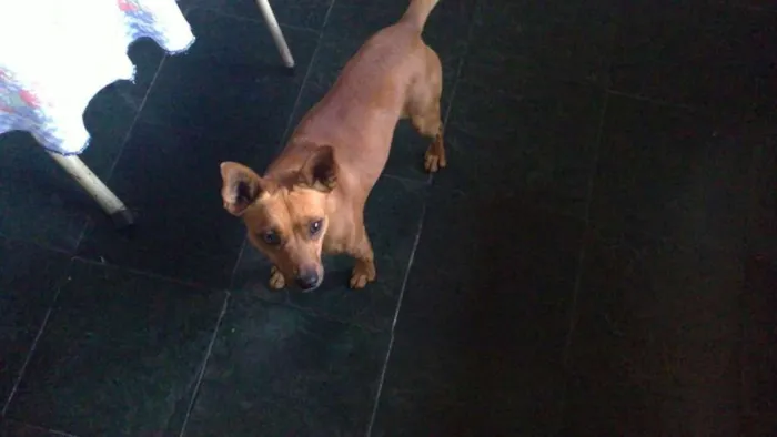 Cachorro raça Vira lata idade 6 ou mais anos nome Tico