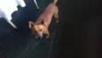 Tico