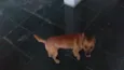 Tico