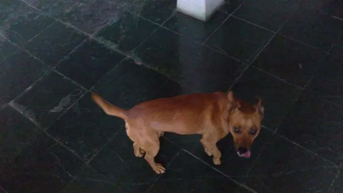 Cachorro raça Vira lata idade 6 ou mais anos nome Tico