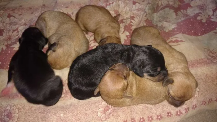 Cachorro ra a sem raça idade Abaixo de 2 meses nome sem nome