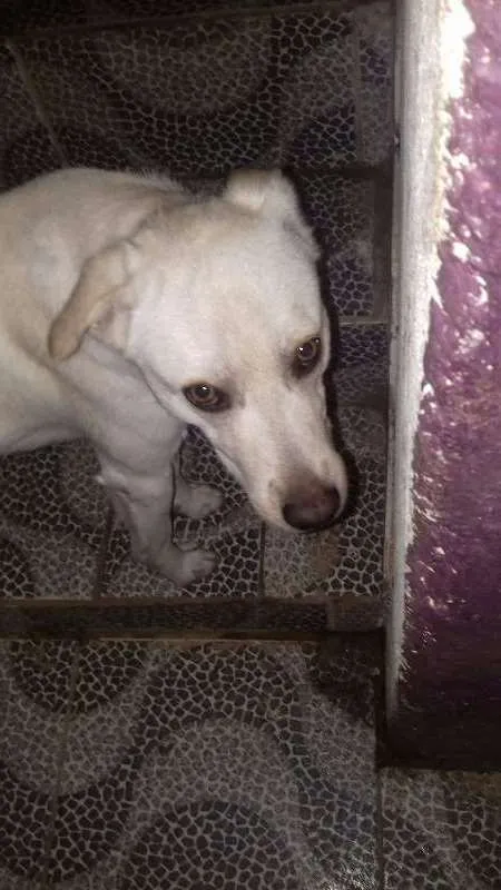 Cachorro ra a SRD idade 1 ano nome Spike