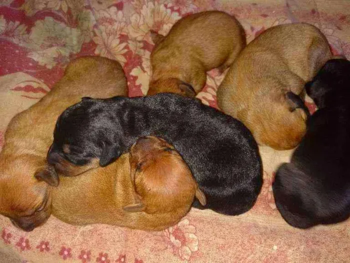 Cachorro ra a sem raça idade Abaixo de 2 meses nome sem nome
