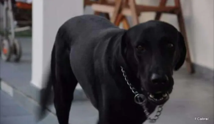 Cachorro ra a Labrador idade 6 ou mais anos nome Obama