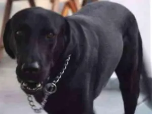 Cachorro raça Labrador idade 6 ou mais anos nome Obama