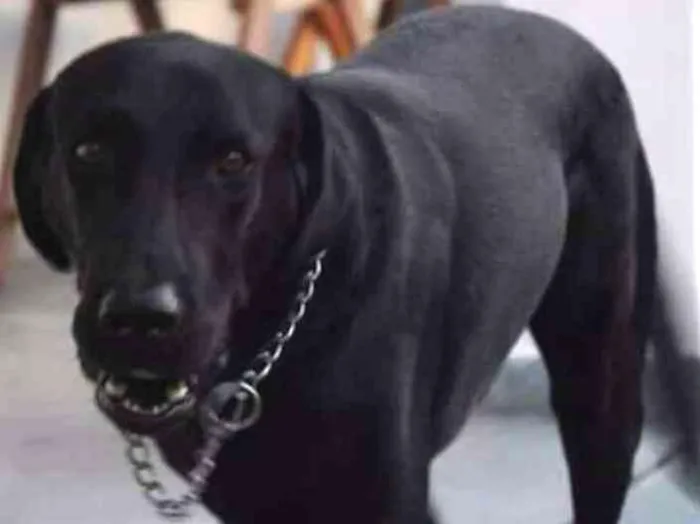 Cachorro ra a Labrador idade 6 ou mais anos nome Obama
