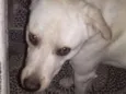 Spike