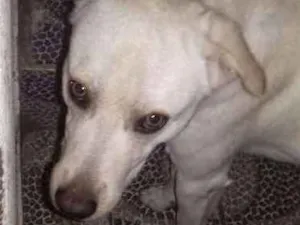 Cachorro raça SRD idade 1 ano nome Spike