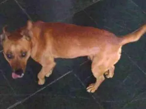 Cachorro raça Vira lata idade 6 ou mais anos nome Tico