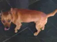 Tico