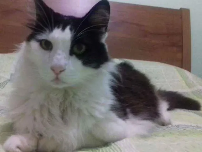 Gato ra a  idade 6 ou mais anos nome FRANGINHA