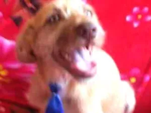 Cachorro raça comum idade 2 a 6 meses nome Atanzinho