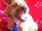 Cachorro raça comum idade 2 a 6 meses nome Atanzinho