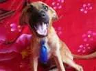 Cachorro raça comum idade 2 a 6 meses nome Mayk