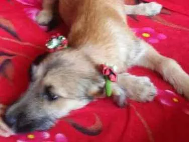 Cachorro ra a comum idade 2 a 6 meses nome Florzinha