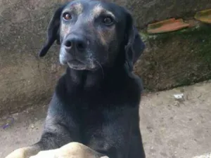 Cachorro raça Vira lata idade 6 ou mais anos nome Baby