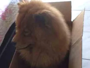 Cachorro raça Chow Chow idade 5 anos nome Boris