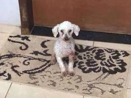 Cachorro ra a Poodle idade 6 ou mais anos nome Boby GRATIFICA