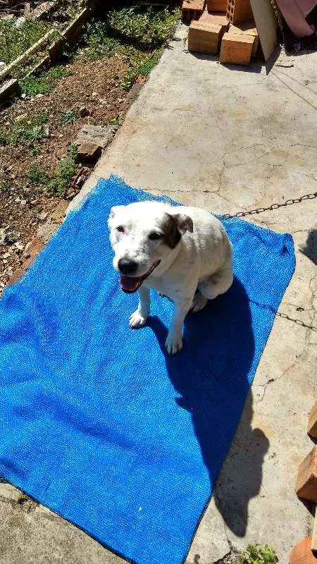 Cachorro ra a desconhecida idade 4 anos nome Mancha