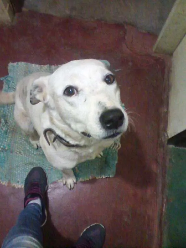 Cachorro ra a desconhecida idade 4 anos nome Mancha
