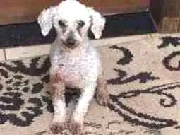 Cachorro raça Poodle idade 6 ou mais anos nome Boby GRATIFICA