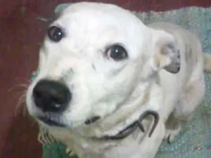 Cachorro raça desconhecida idade 4 anos nome Mancha