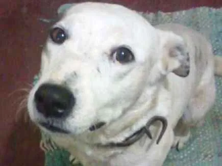 Cachorro ra a desconhecida idade 4 anos nome Mancha