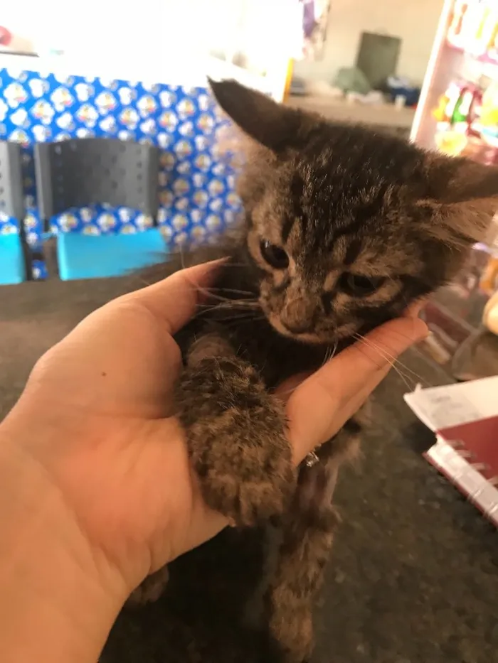 Gato ra a Vira lata idade 2 a 6 meses nome Lolinha