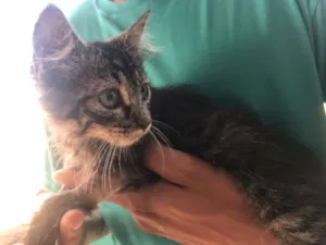 Gato raça Vira lata idade 2 a 6 meses nome Lolinha