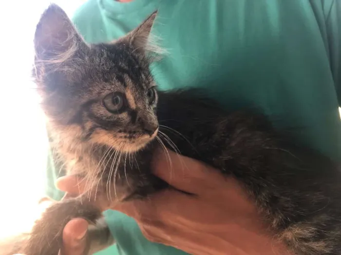 Gato ra a Vira lata idade 2 a 6 meses nome Lolinha