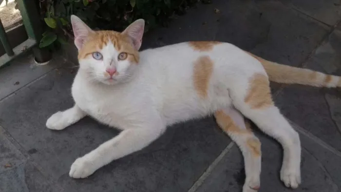 Gato ra a  idade 7 a 11 meses nome Cromos