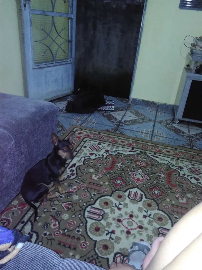 Cachorro ra a Pinscher idade 7 a 11 meses nome Neguinha e tchutchuc