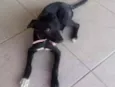 Amora