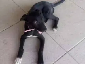Cachorro raça Srd idade 2 a 6 meses nome Amora