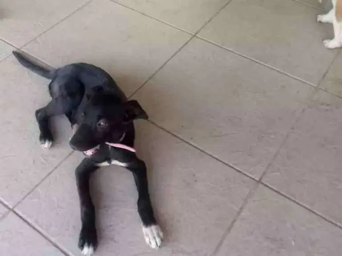 Cachorro ra a Srd idade 2 a 6 meses nome Amora