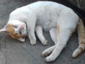 Gato raça  idade 7 a 11 meses nome Cromos